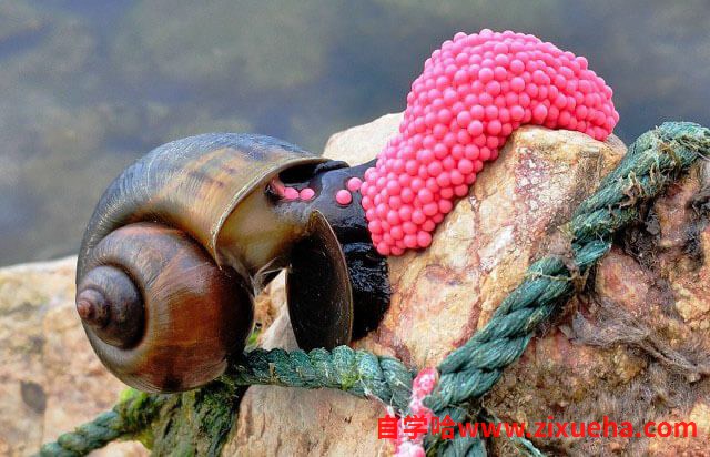 福寿螺为什么禁止食用？